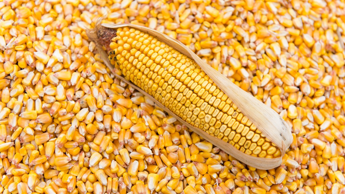 DRAGIC RISE IN FREIGHT COSTS INCREASED LOGISTICS COSTS AND NARROWED CORN TRADE MARGIN — BROKERS DRAGIC RISE IN FREIGHT COSTS INCREASED LOGISTICS COSTS AND NARROWED CORN TRADE MARGIN — BROKERS